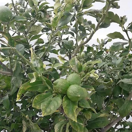 Blueberry Villa Mikri Vigla