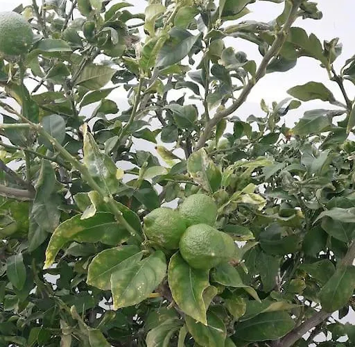 Blueberry Вилла Микри-Вигла